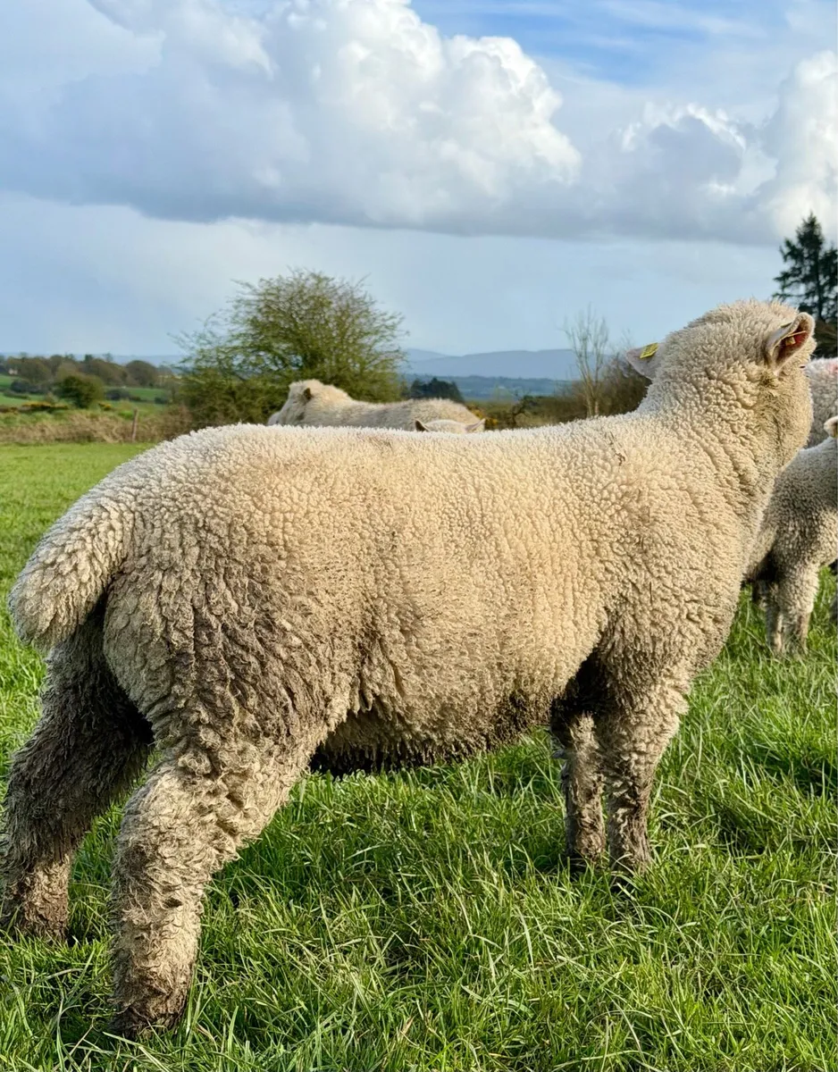 Pedigree Polled Dorset Ram Lamb - Image 2