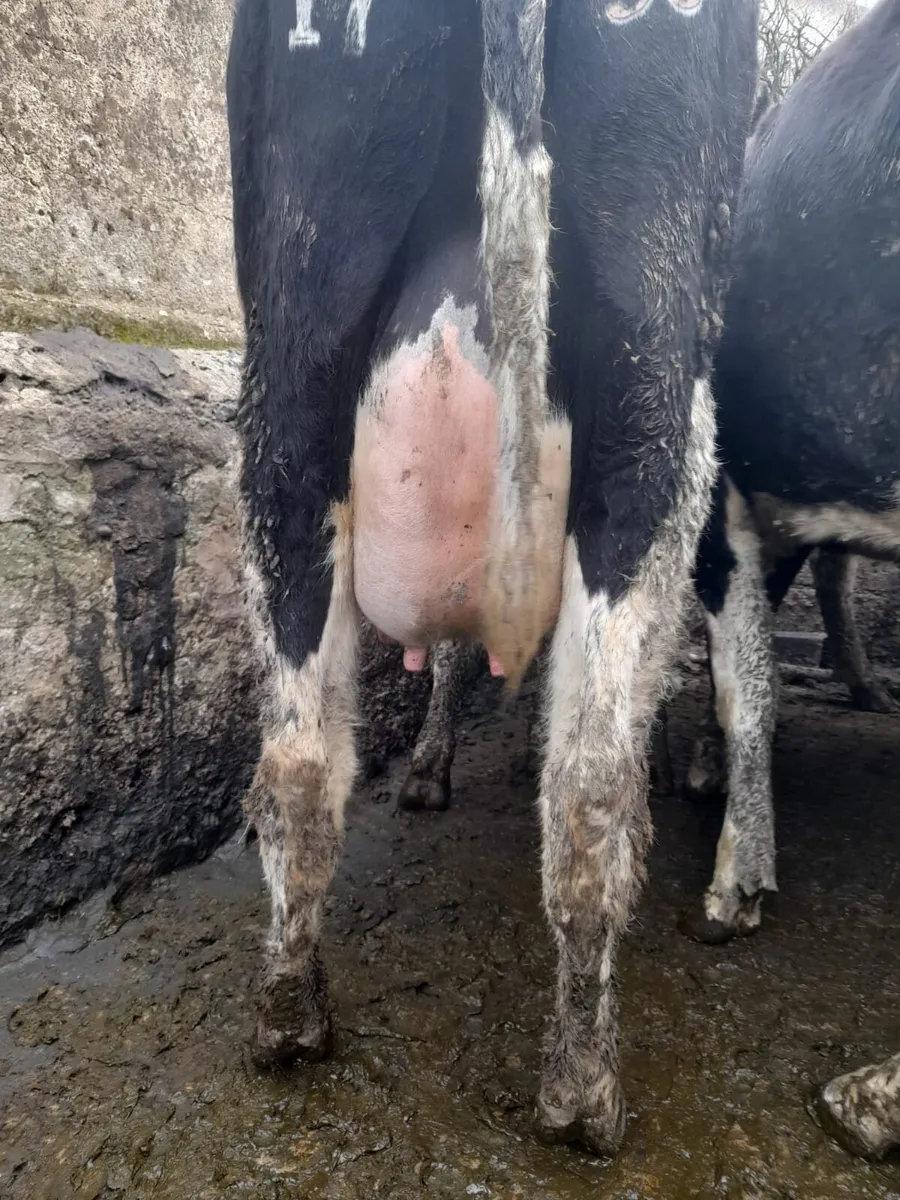 Young Dairy Cows - Image 2