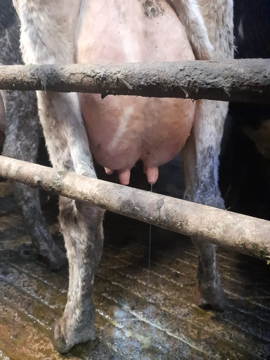 Young Dairy Cows - Image 1