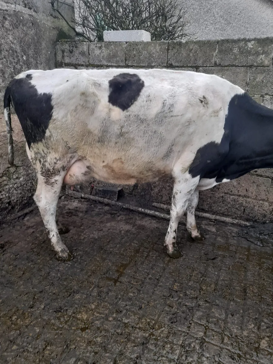 Young Dairy Cows - Image 3