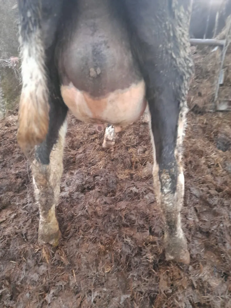 Young Dairy Cows - Image 4