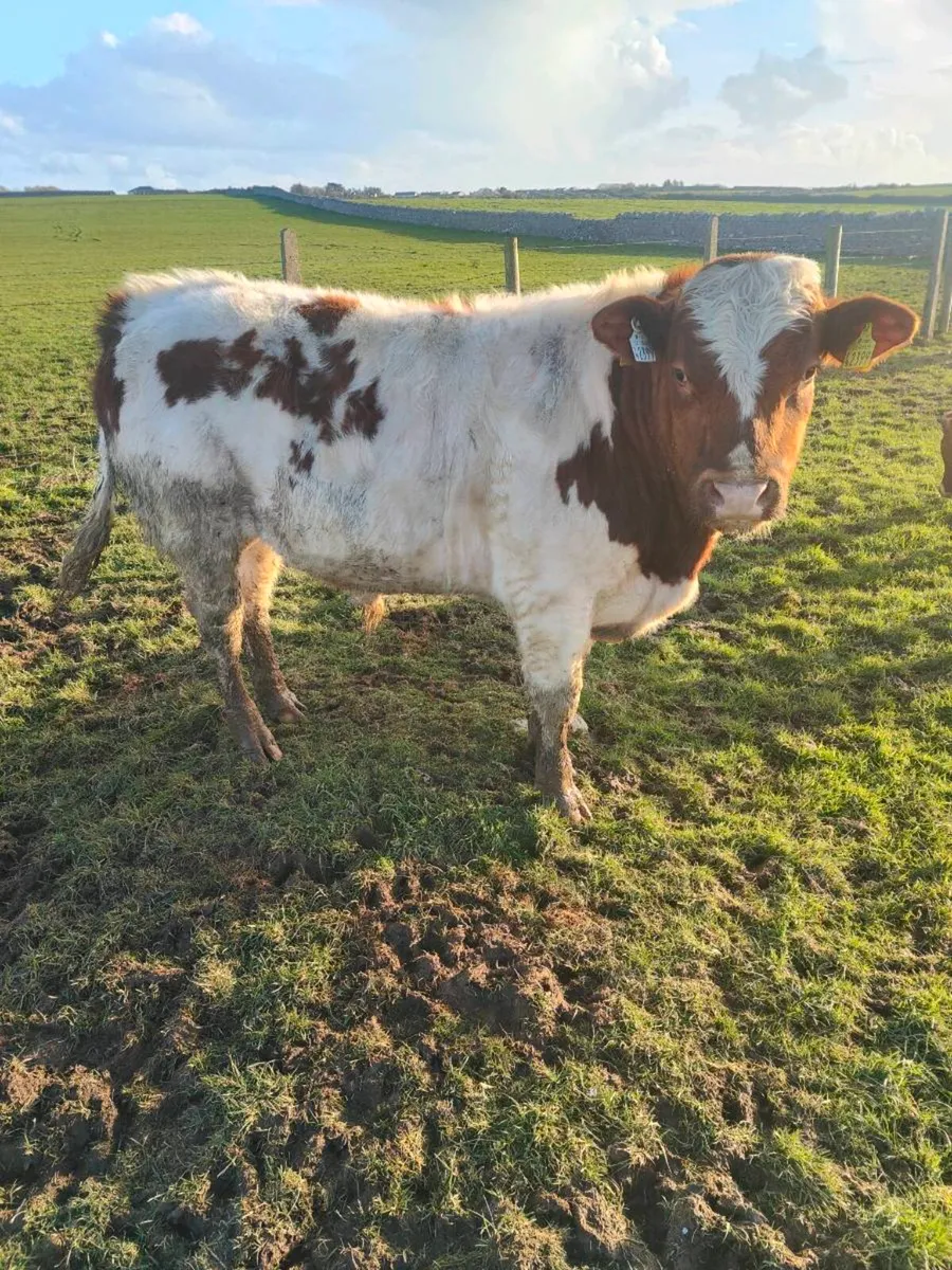 Fertiliser - Image 2