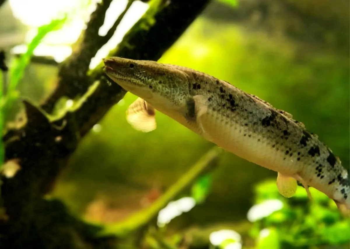 Aquarium fish - Image 3