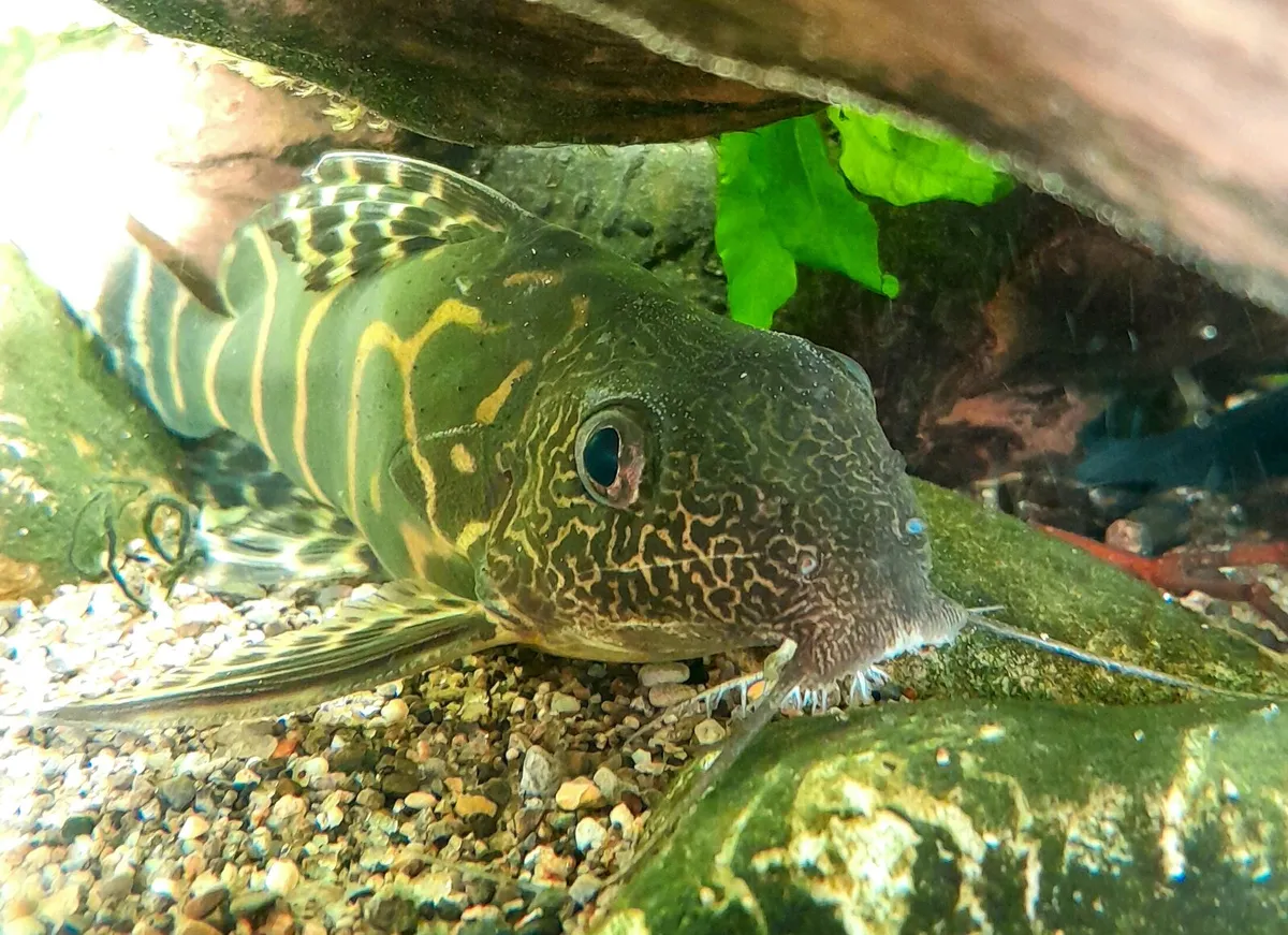 Aquarium fish - Image 4