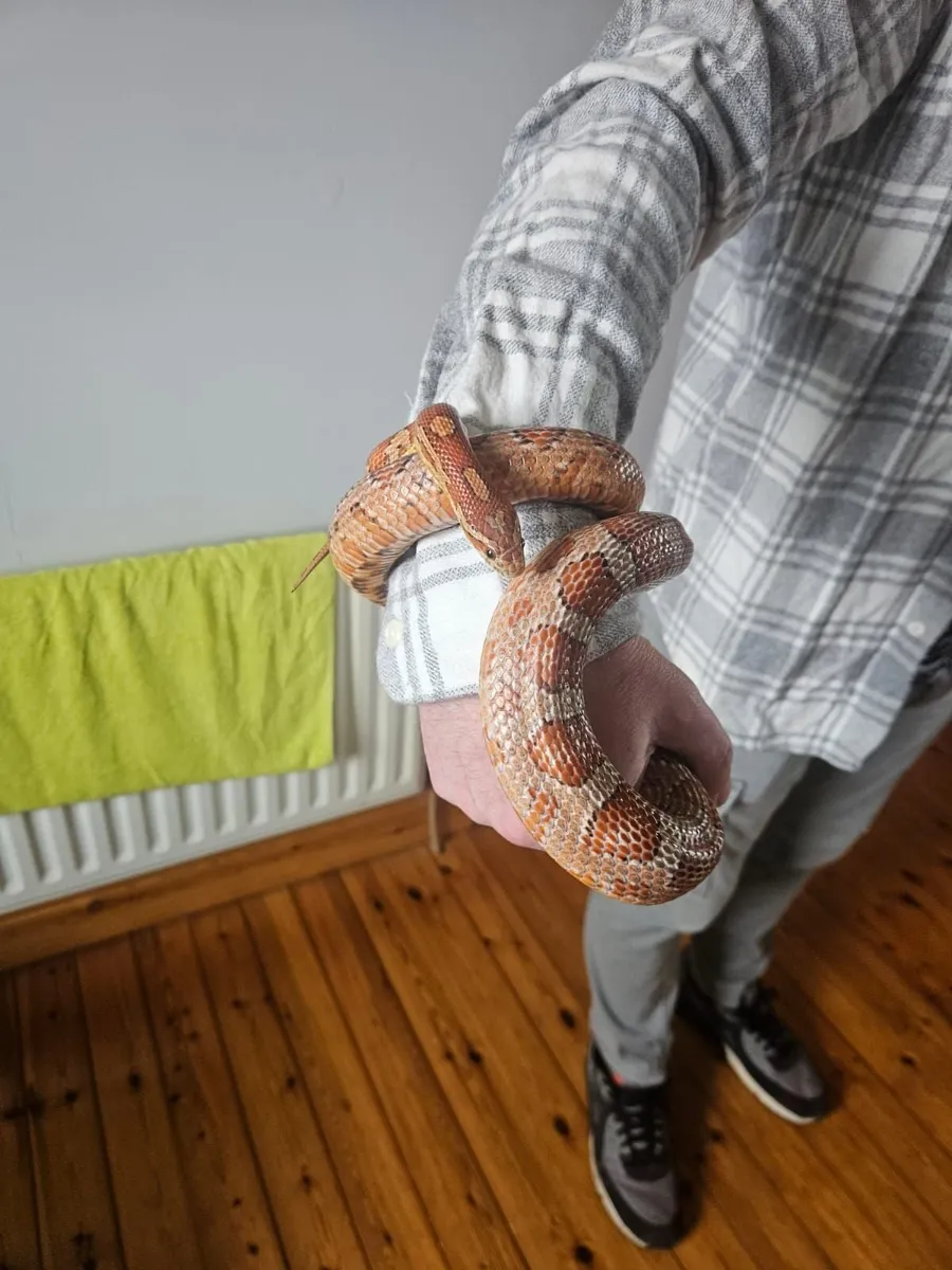 Snake & Vivarium - Image 1