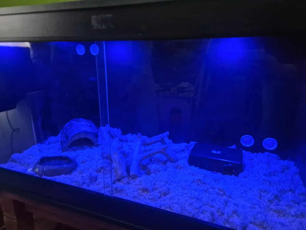 Snake & Vivarium - Image 2