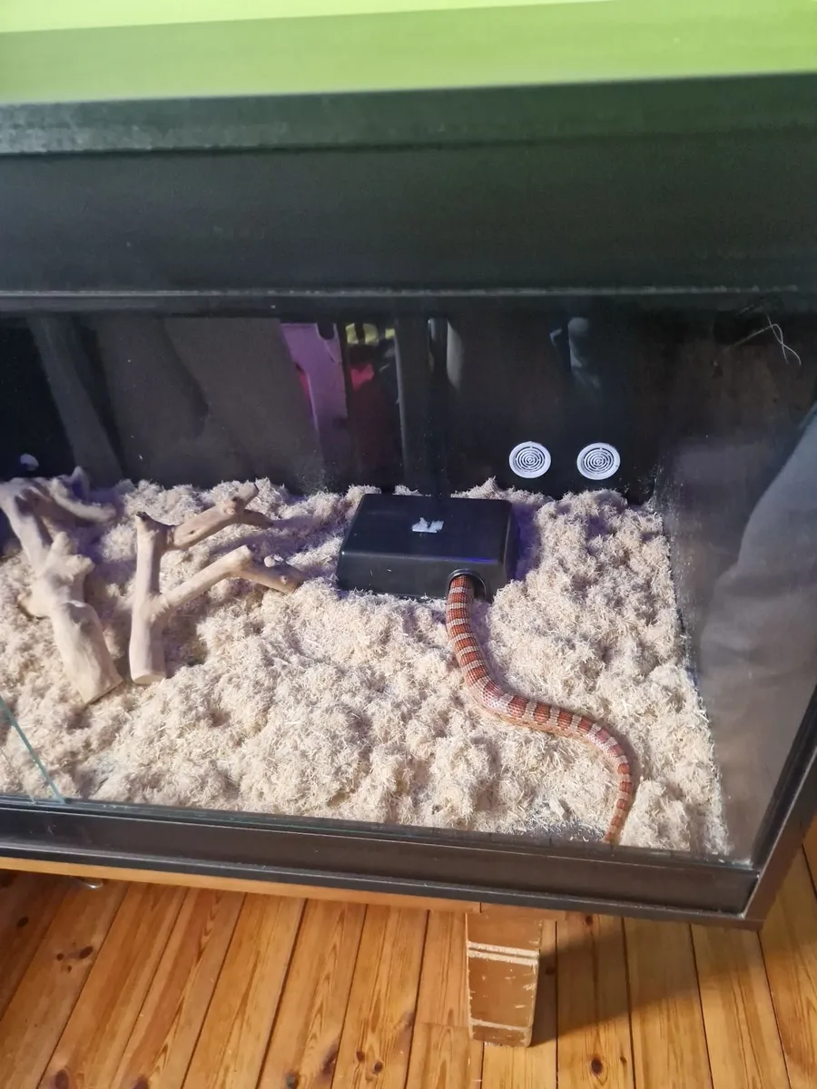 Snake & Vivarium - Image 3