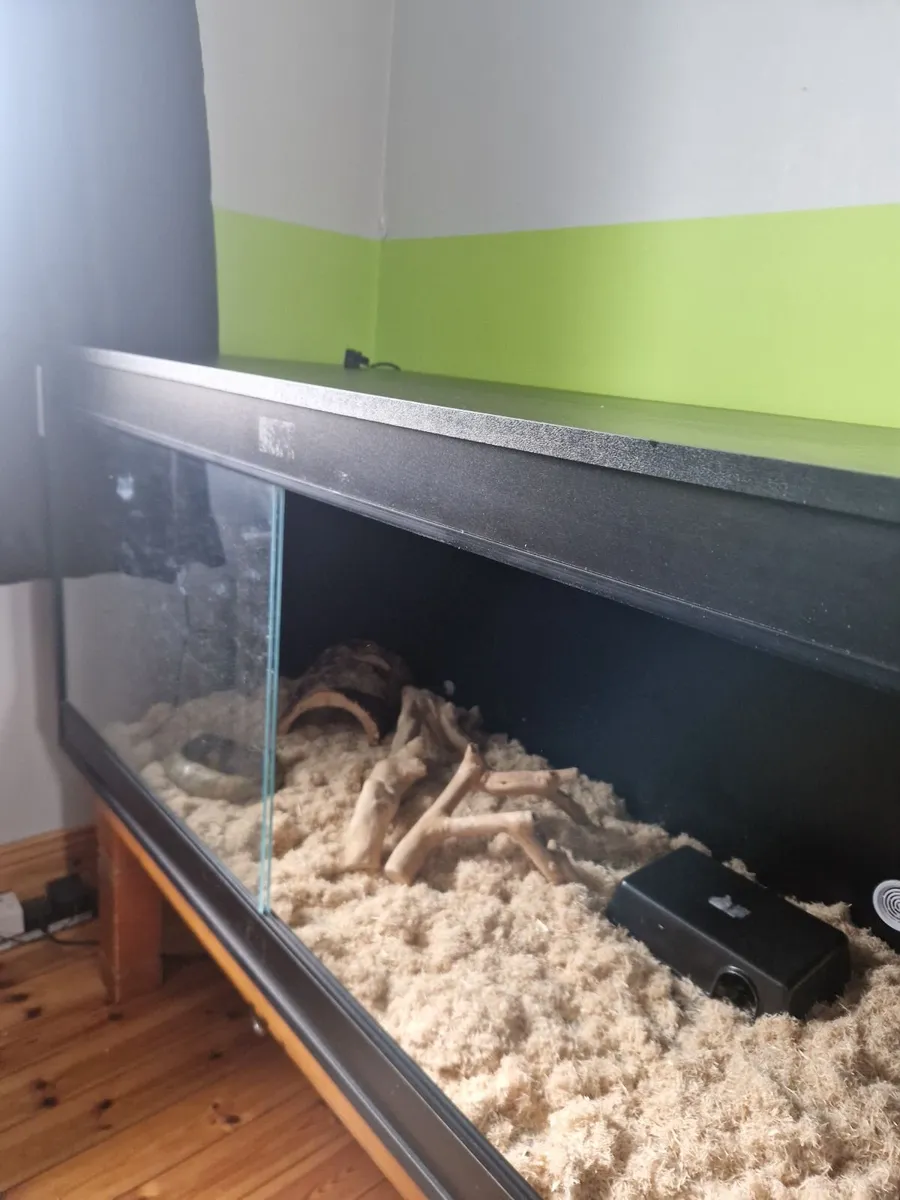 Snake & Vivarium - Image 4