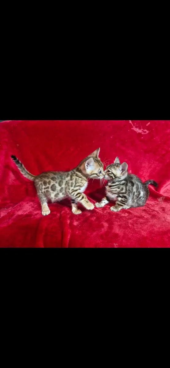 Kittens - Image 3