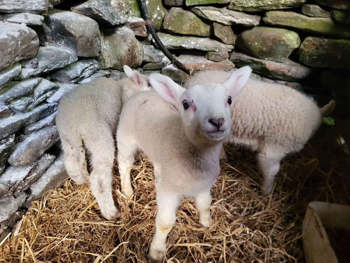 Foster/Pet Lambs