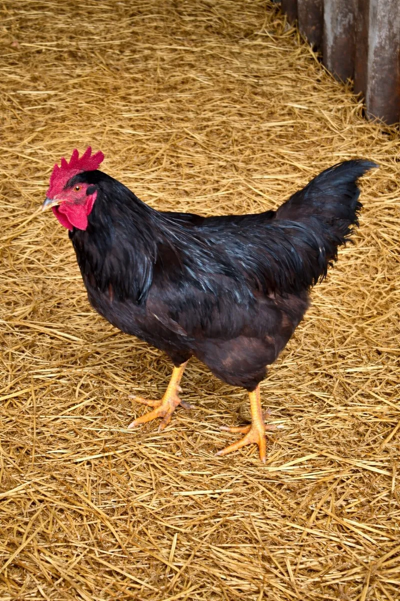 Fertile eggs and poultry - Image 2