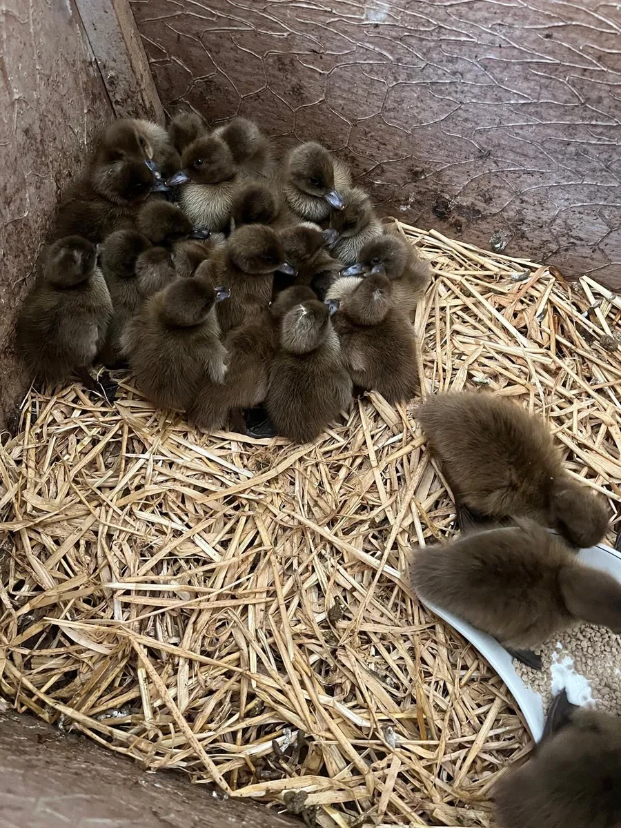 Fertile eggs and poultry - Image 3