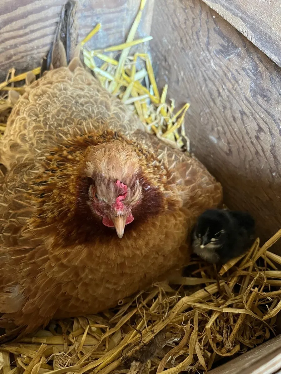 Fertile eggs and poultry - Image 4