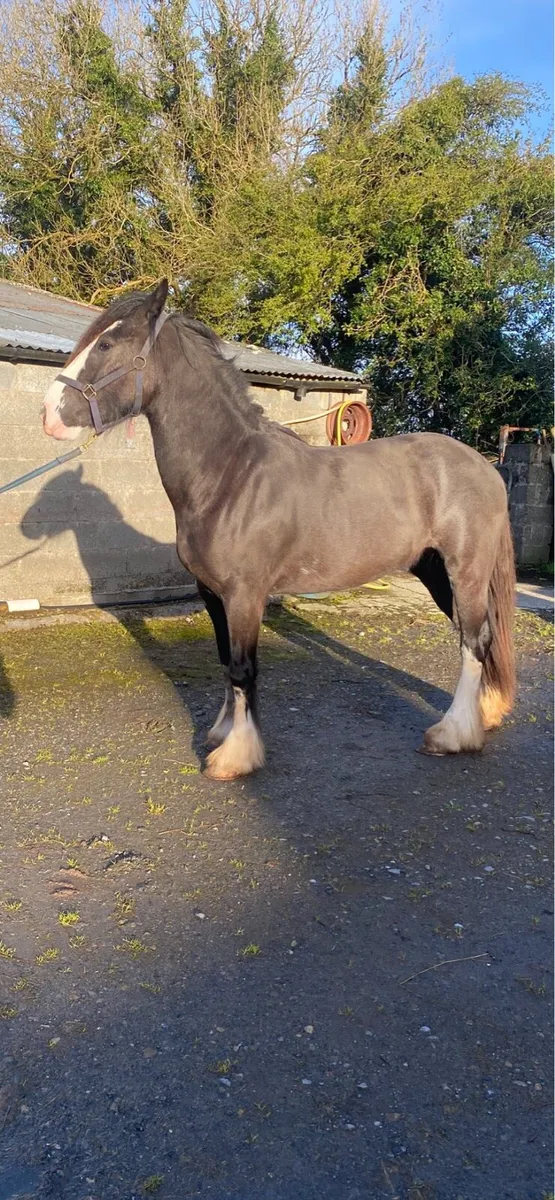Heavy cob filly - Image 3