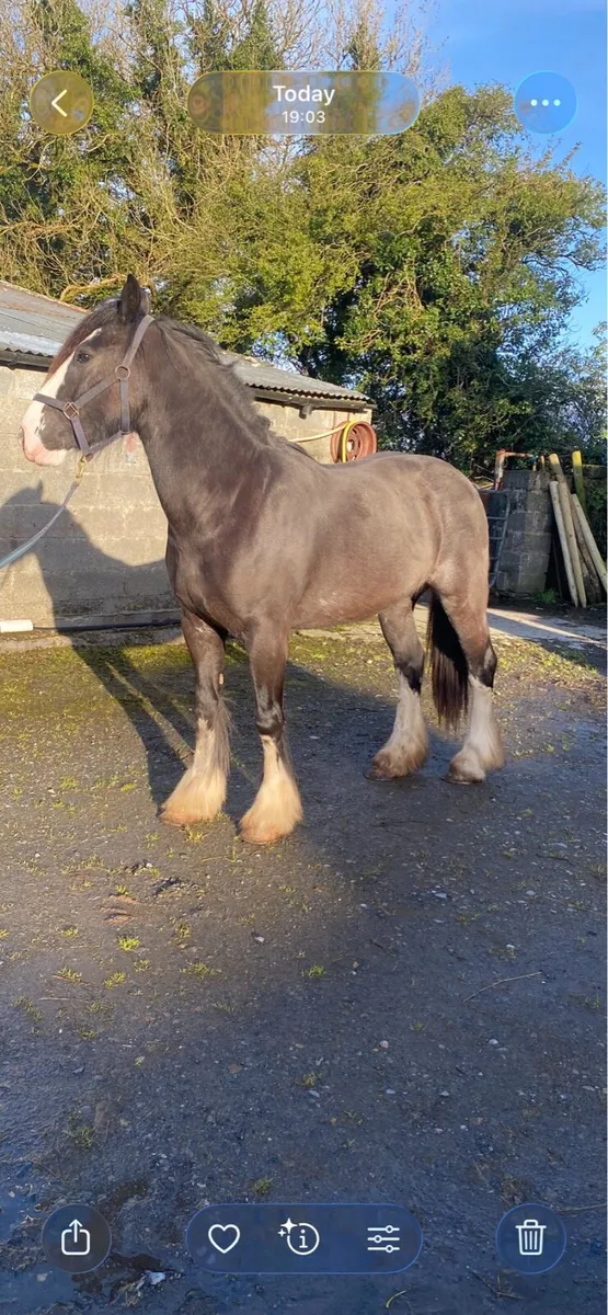 Heavy cob filly - Image 4