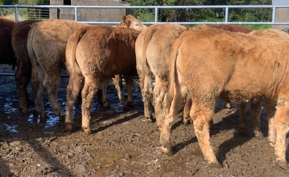 10 charlaois and limousine heifers - Image 1