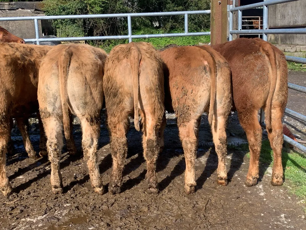 10 charlaois and limousine heifers - Image 2