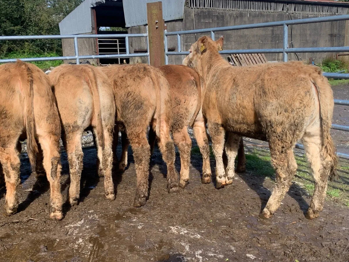 10 charlaois and limousine heifers - Image 3