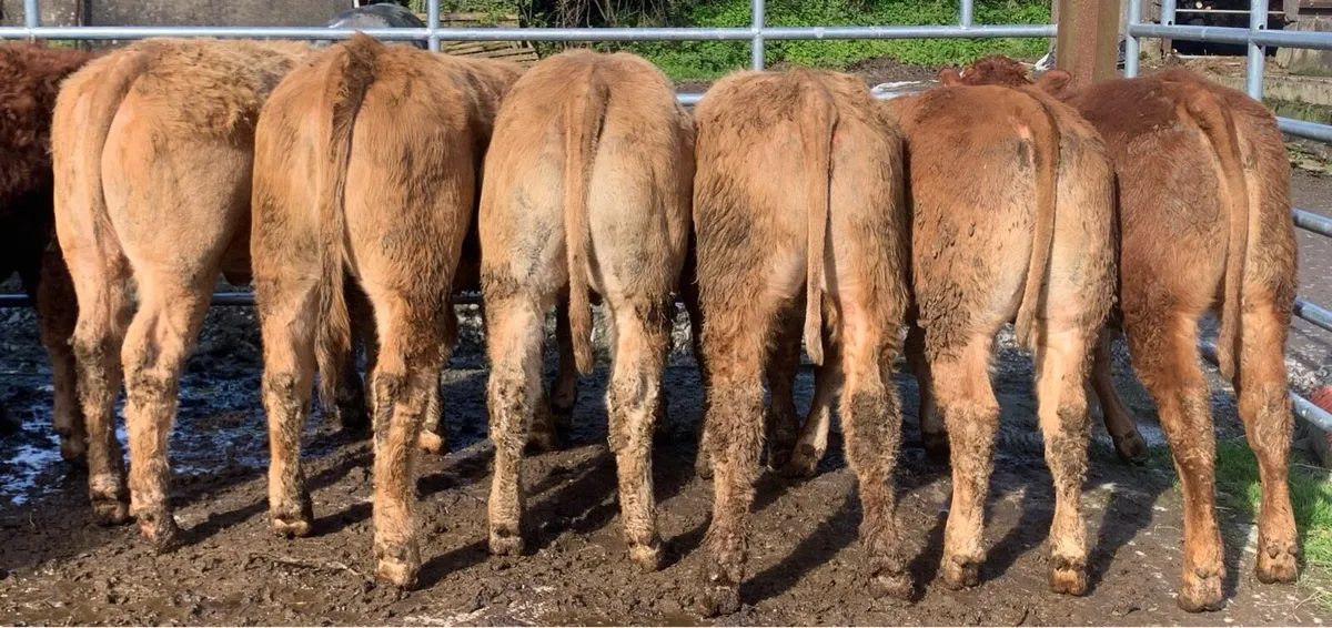 10 charlaois and limousine heifers - Image 4