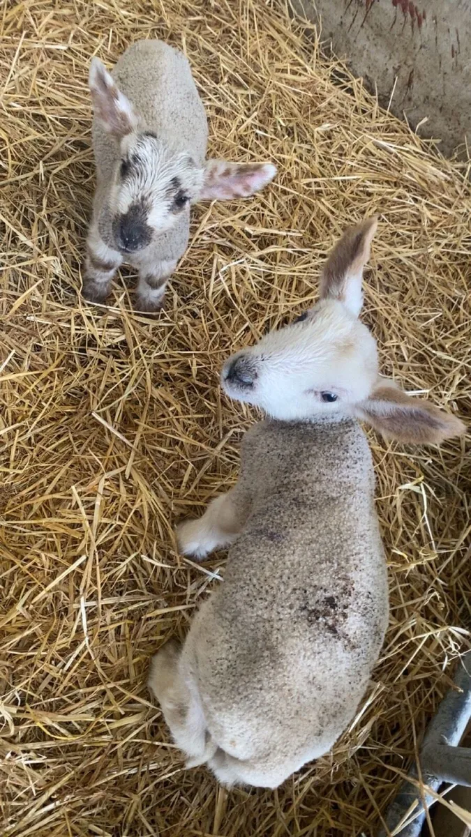 Pet lambs - Image 2