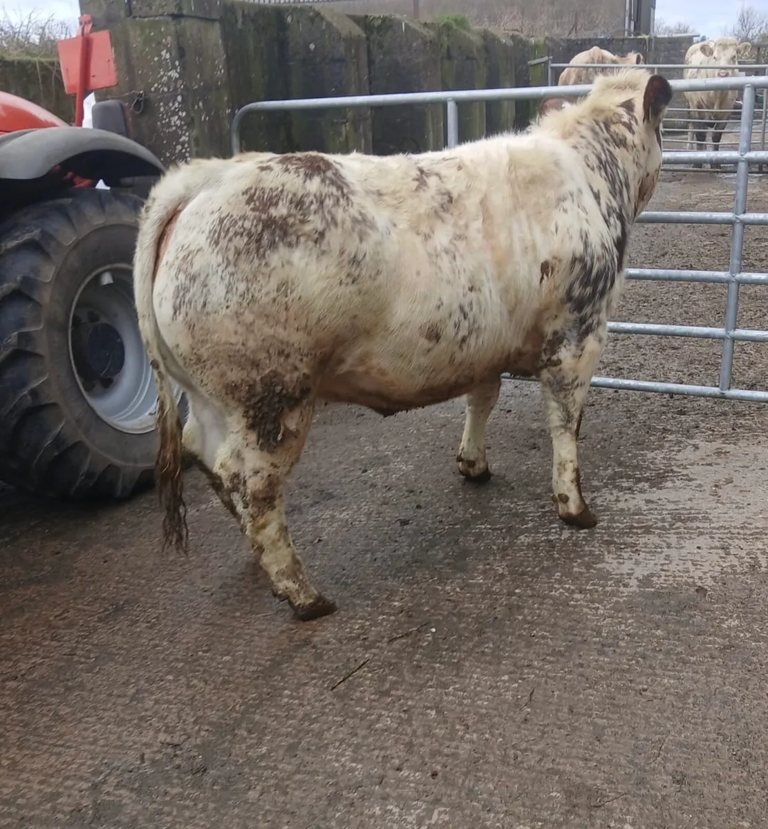 Belgian Blue Heifer - Image 2