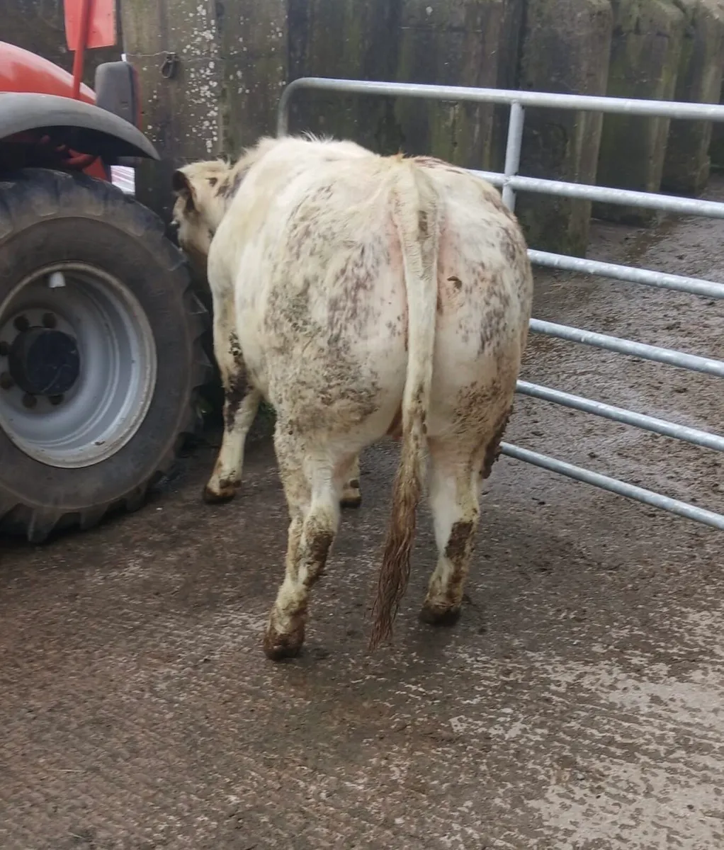 Belgian Blue Heifer - Image 3