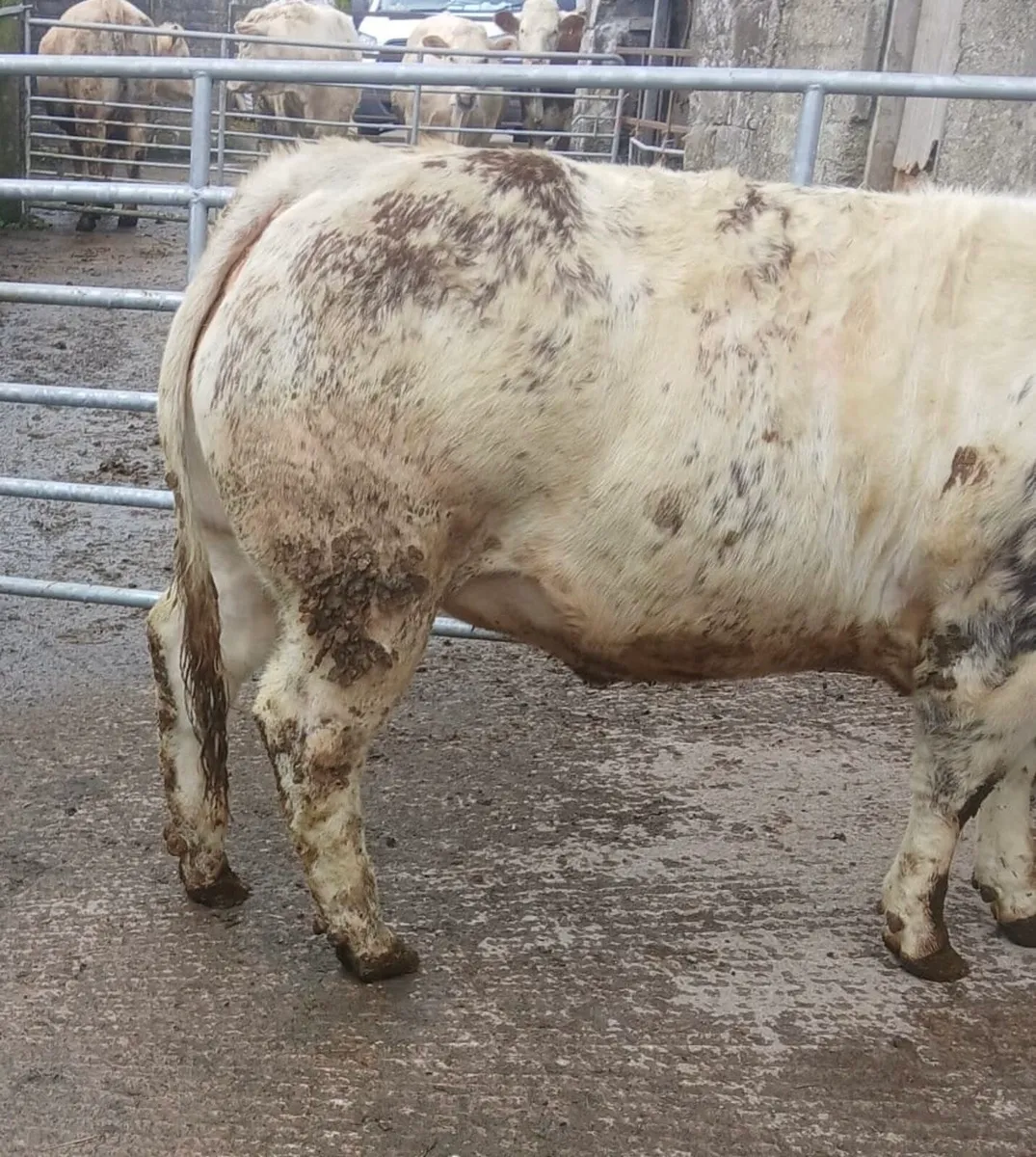 Belgian Blue Heifer - Image 4
