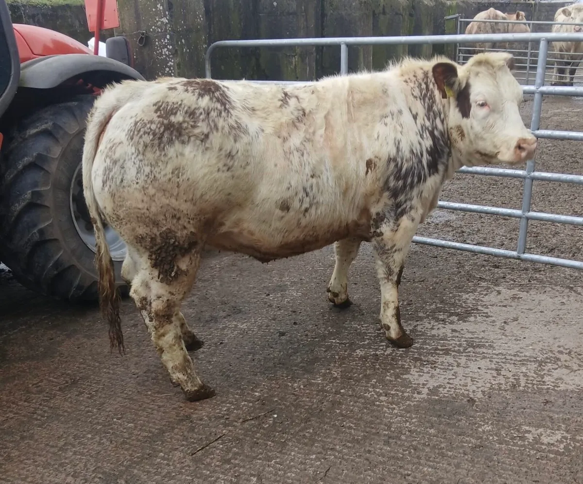 Belgian Blue Heifer - Image 1