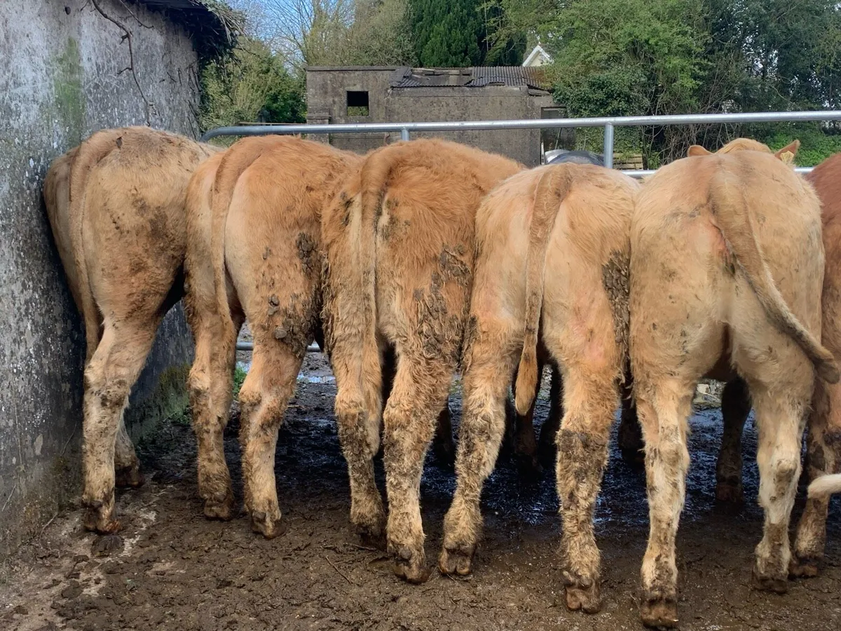 16 store heifers 390kg - Image 1