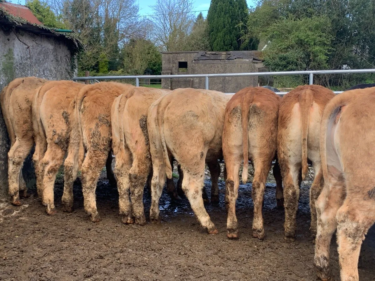 16 store heifers 390kg - Image 2