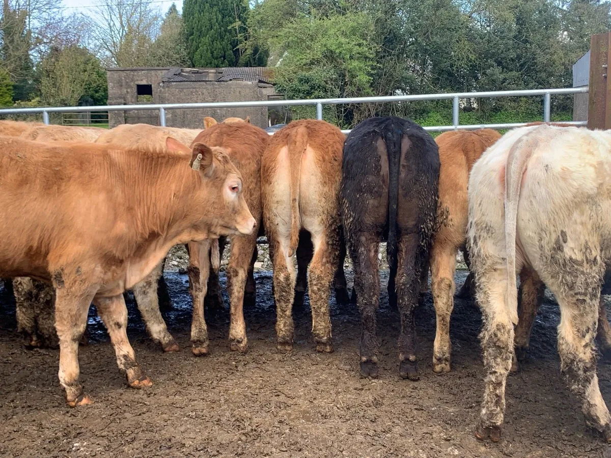 16 store heifers 390kg - Image 3