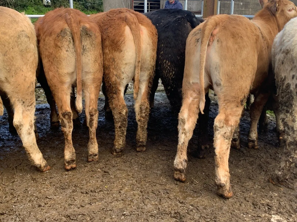 16 store heifers 390kg - Image 4