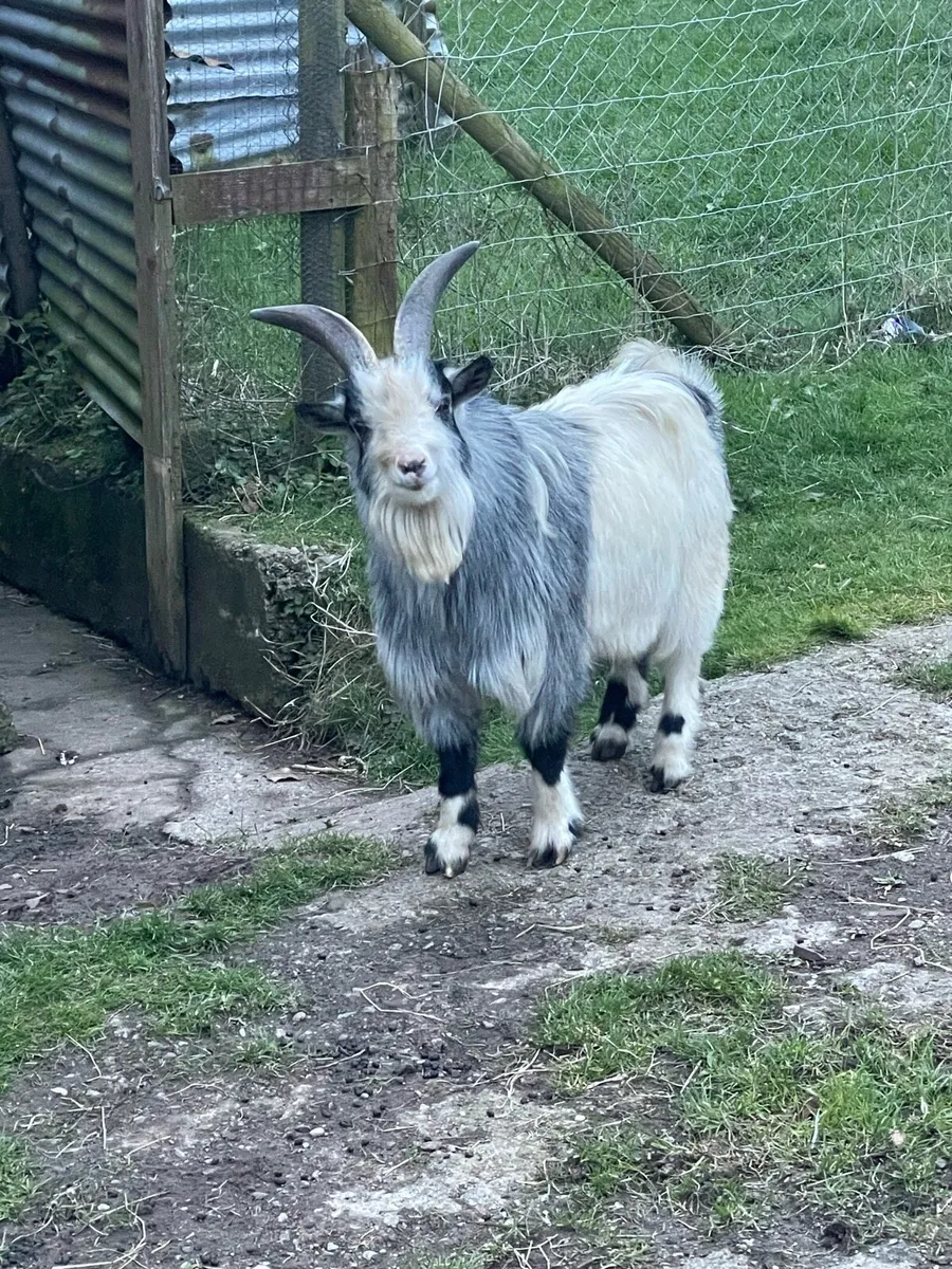 Pygmy Buck - Image 1