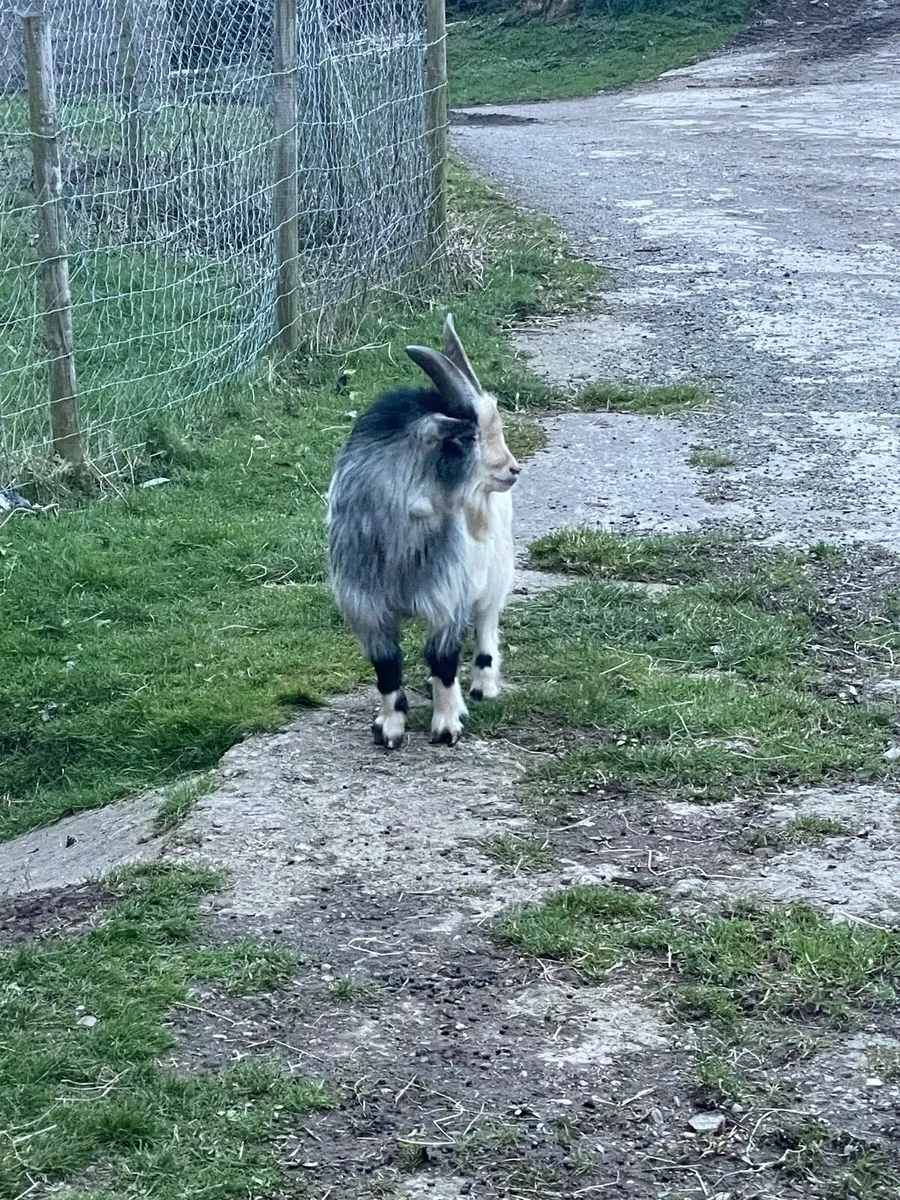 Pygmy Buck - Image 2