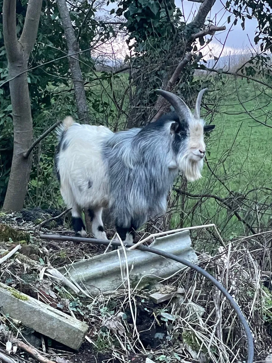 Pygmy Buck - Image 3