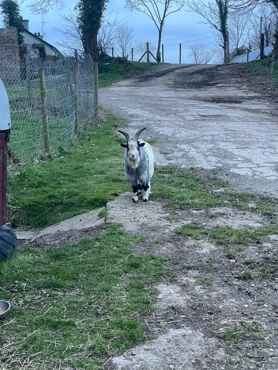 Pygmy Buck - Image 4