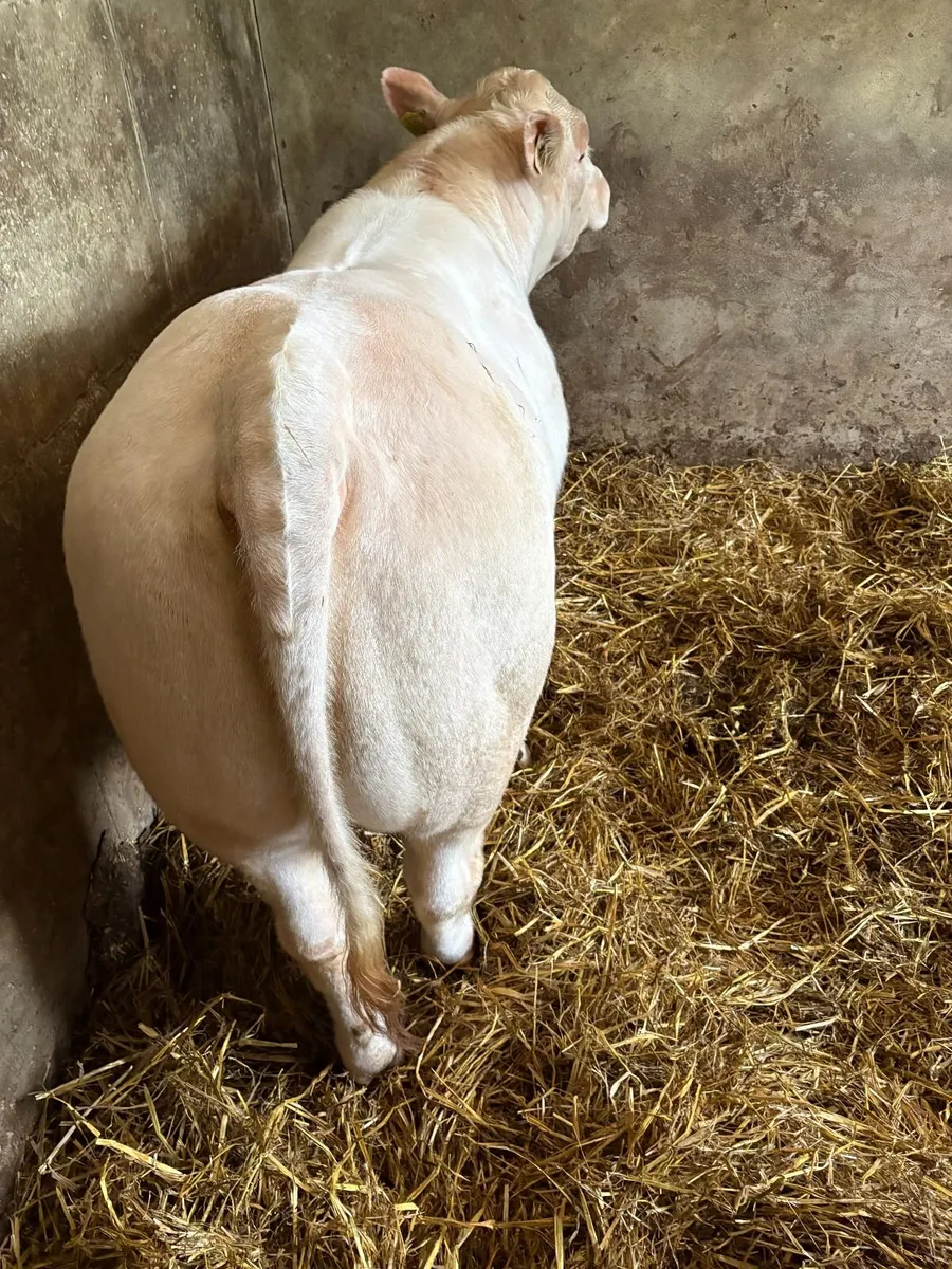 Pedigree Charolais Bull - Image 2
