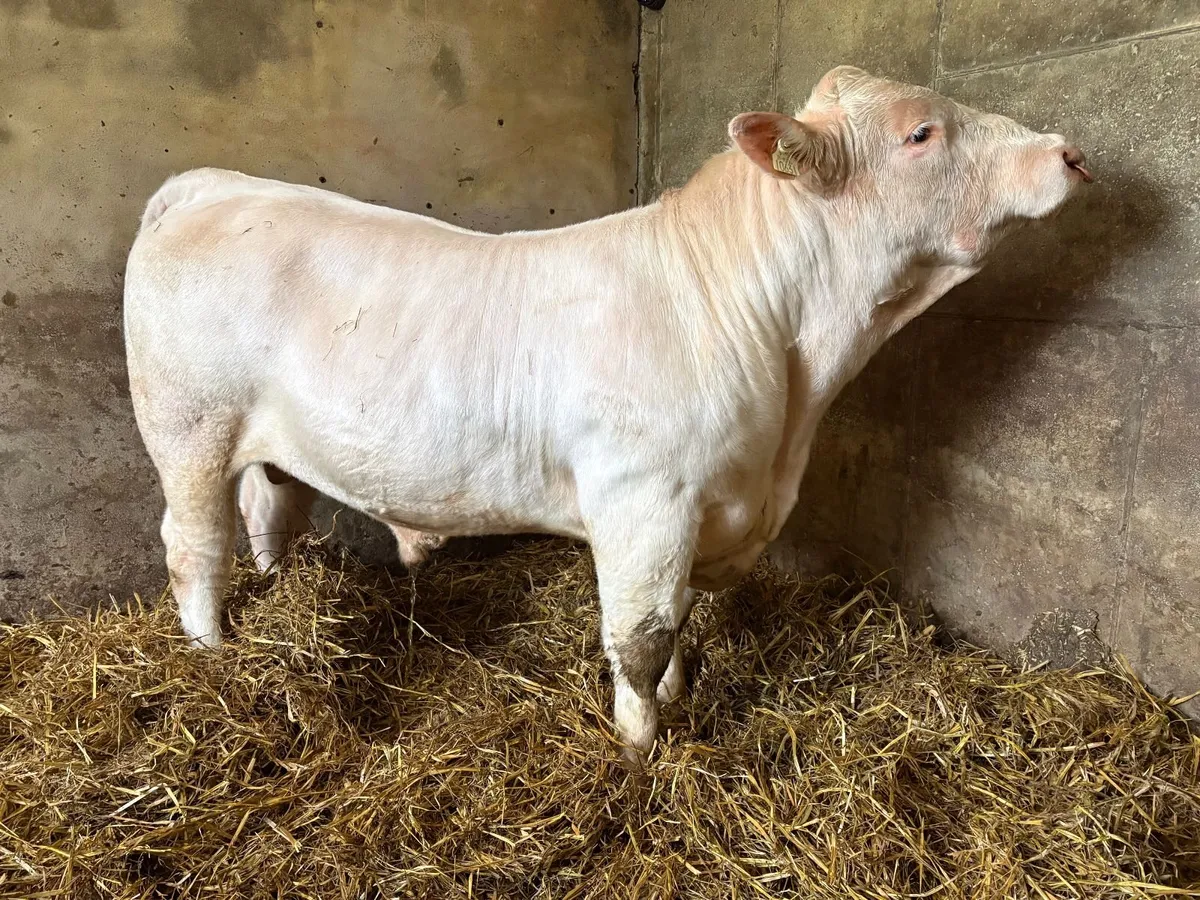 Pedigree Charolais Bull - Image 3
