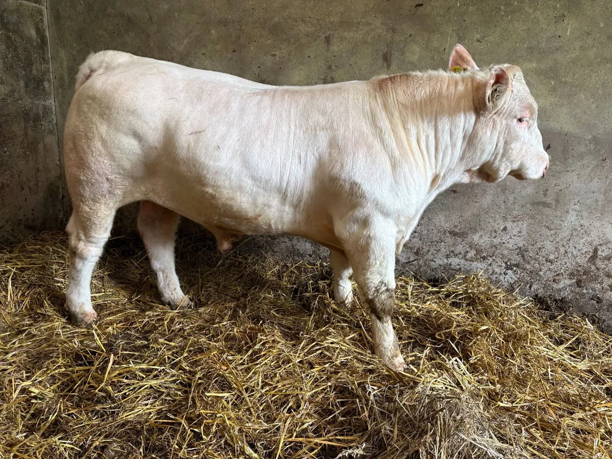 Pedigree Charolais Bull - Image 4