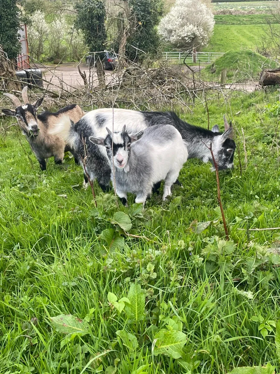 Pygmy Males & Females - Image 1