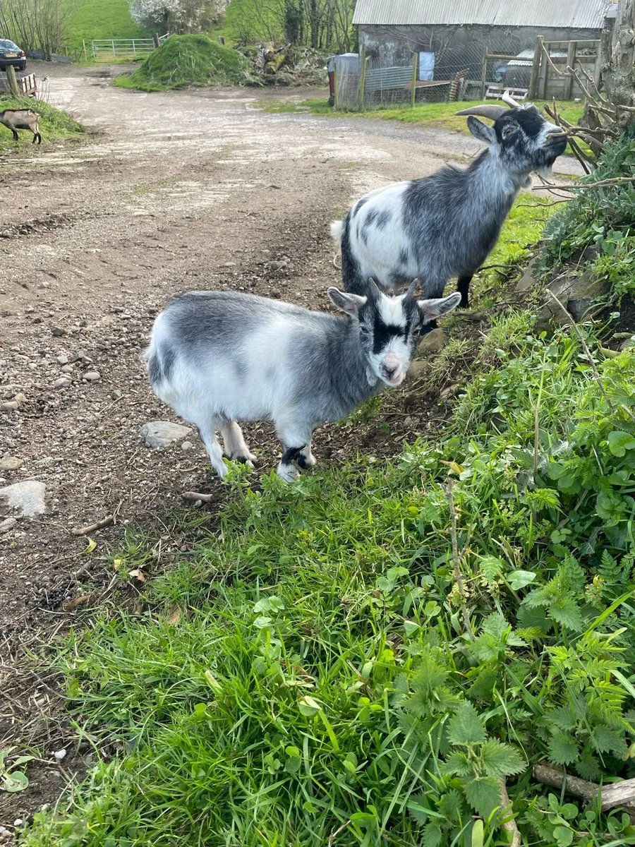 Pygmy Males & Females - Image 2