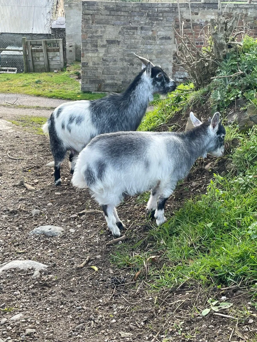 Pygmy Males & Females - Image 3