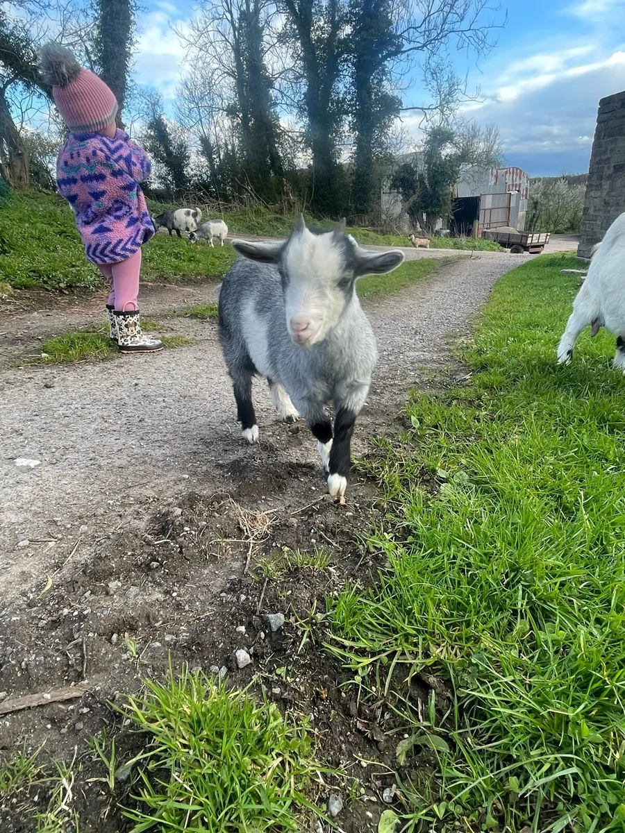 Pygmy Males & Females - Image 4