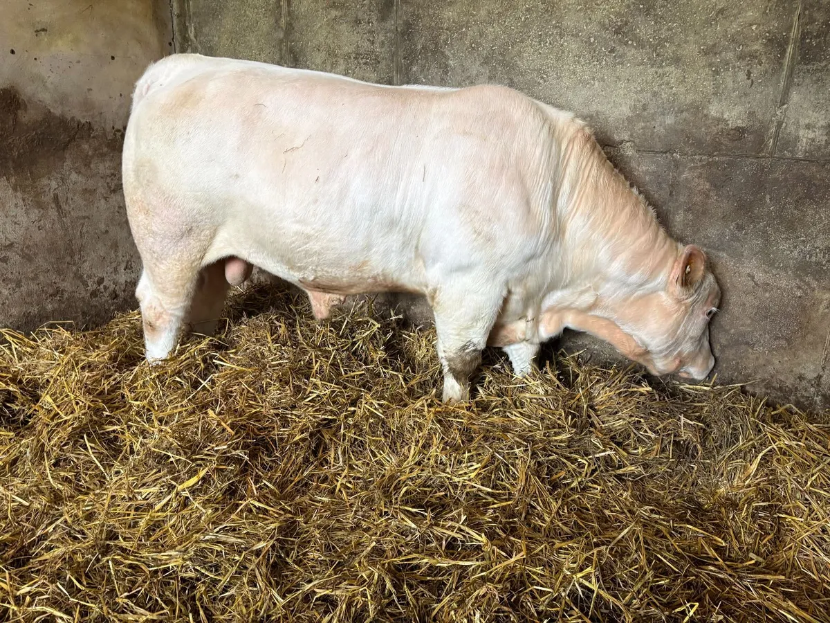 Pedigree Charolais Bull - Image 1