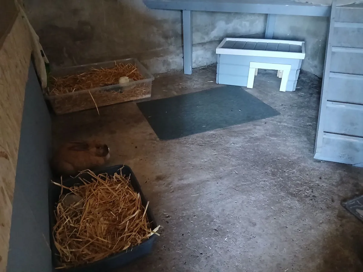 Female dwarf Rabbit - Image 3