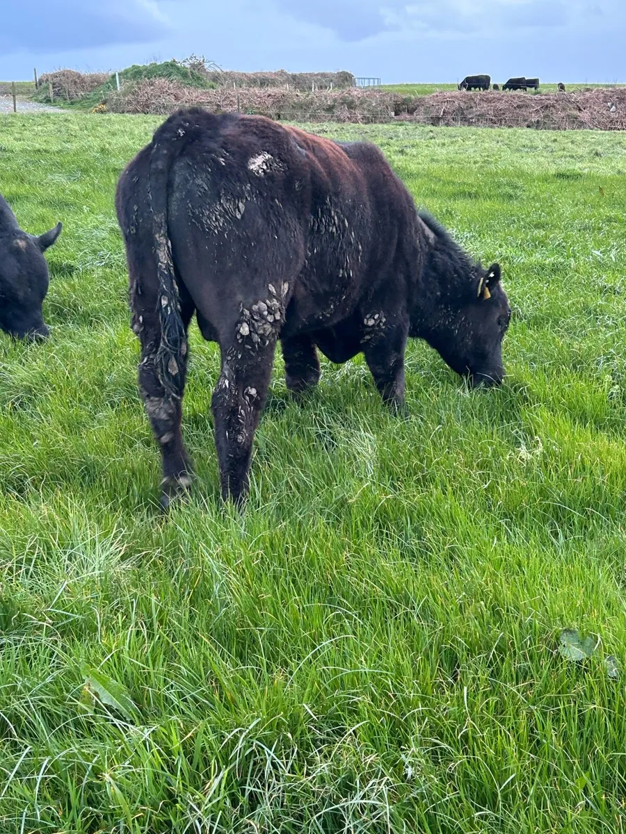 PBR Angus Bulls - Image 2