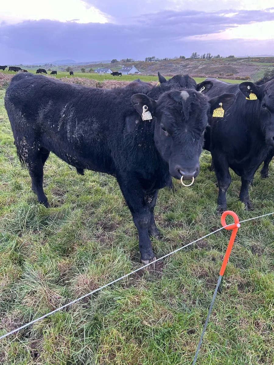 PBR Angus Bulls - Image 3