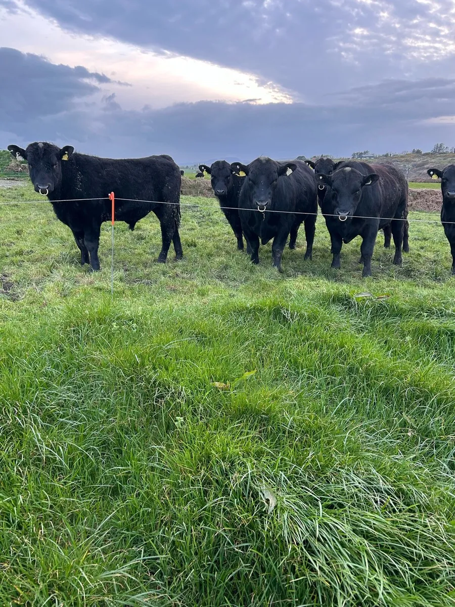 PBR Angus Bulls - Image 4