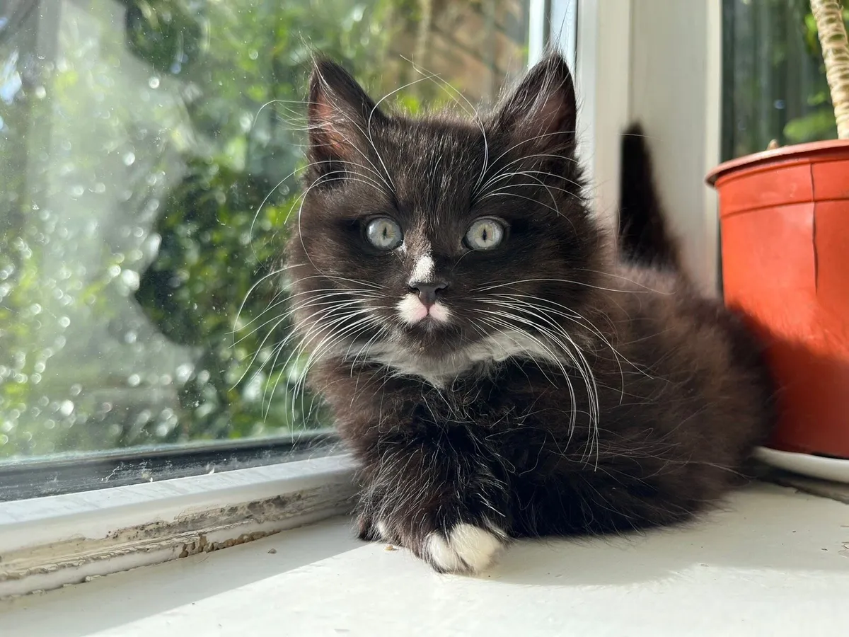 Piercing‑Eyed Maine Coon Cross - Image 1