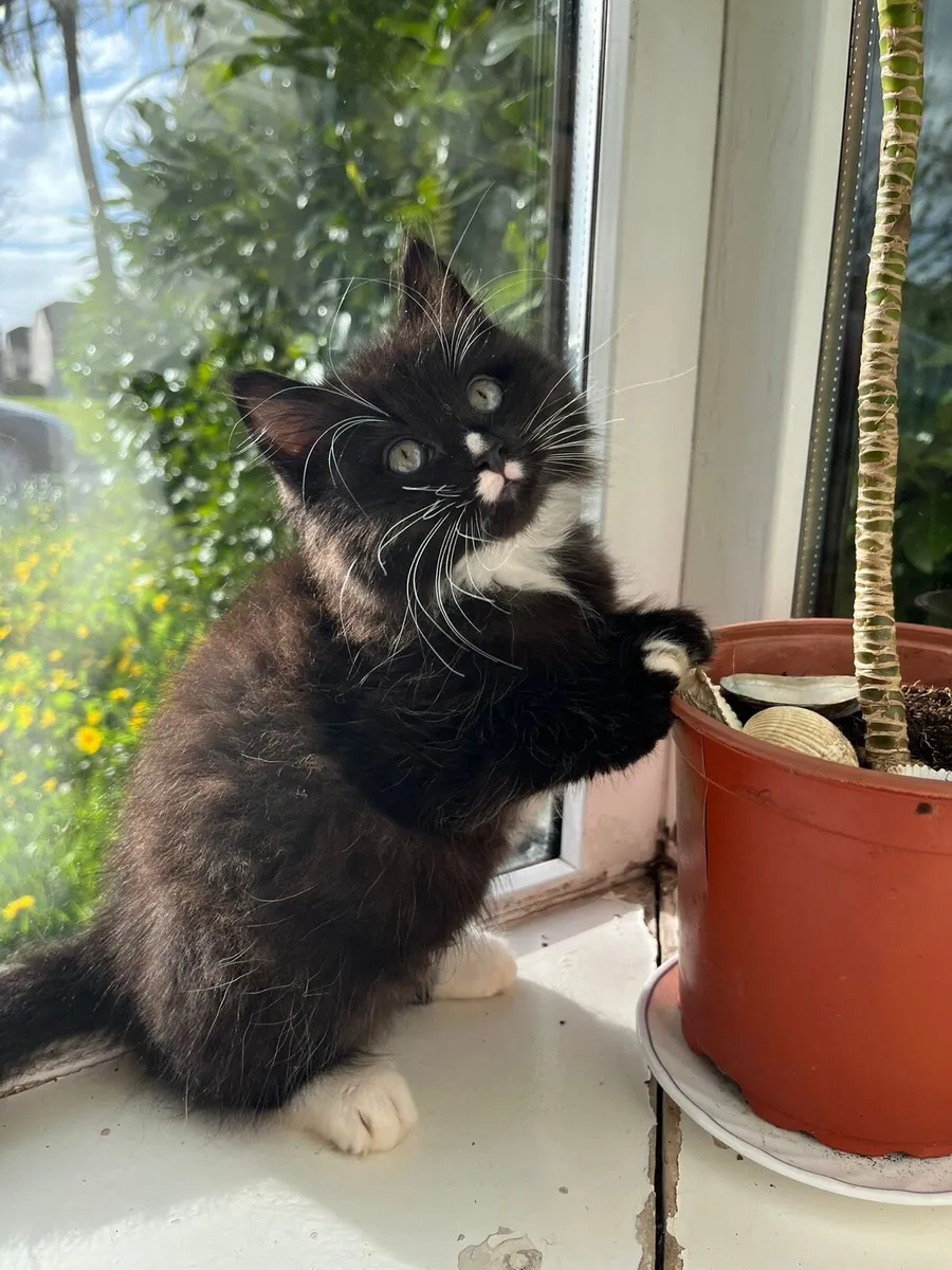 Piercing‑Eyed Maine Coon Cross - Image 2